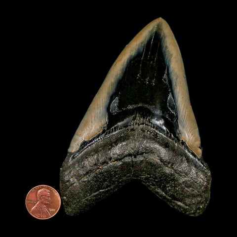 XL 4.6" Quality Megalodon Shark Tooth Serrated Fossil Natural Miocene Age COA - Fossil Age Minerals