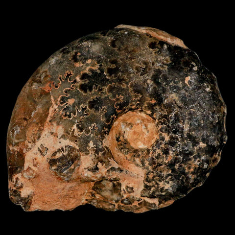3.2" Mammites Nodosoides Ammonite Fossil Shell Upper Cretaceous Age Morocco - Fossil Age Minerals