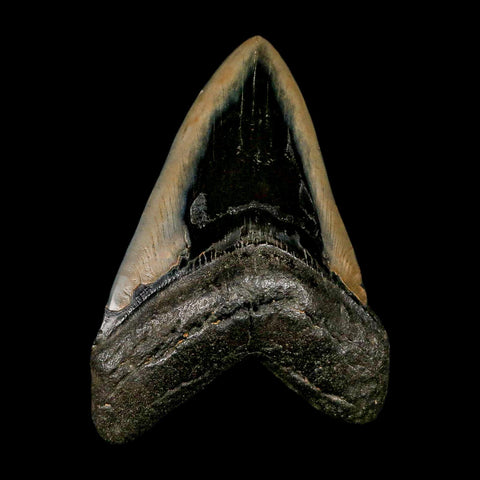 XL 4.6" Quality Megalodon Shark Tooth Serrated Fossil Natural Miocene Age COA - Fossil Age Minerals