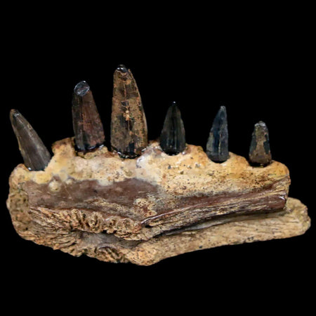 1.6 Crocodile Fossil Jaw Section With Teeth Hell Creek Formation Montana Crocodilians