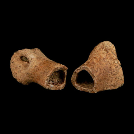 1.5" Raptor Fossil Toe Bone Cretaceous Dinosaur Judith River Formation Montana COA