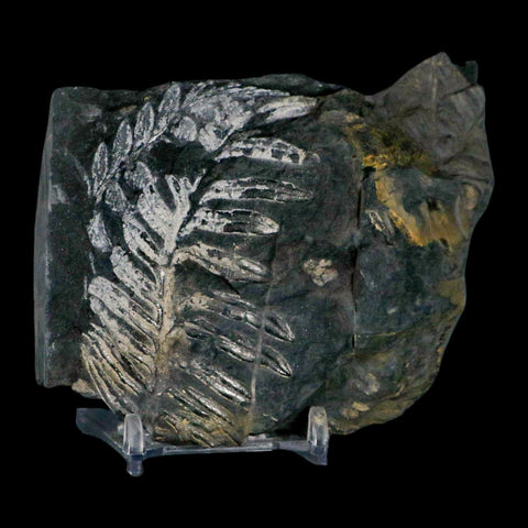 4" Alethopteris Fern Plant Leaf Fossil Carboniferous Age Llewellyn FM ST Clair, PA - Fossil Age Minerals