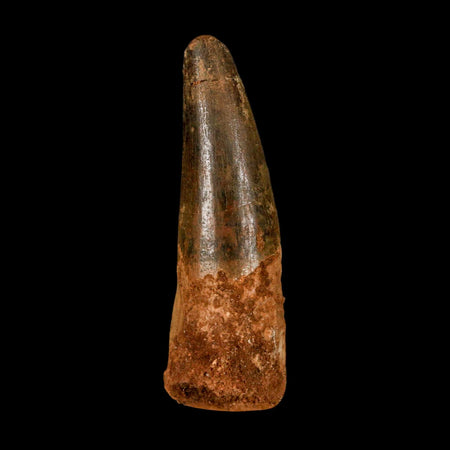 2.7" Spinosaurus Fossil Tooth 100 Million Years Old Cretaceous Dinosaur COA