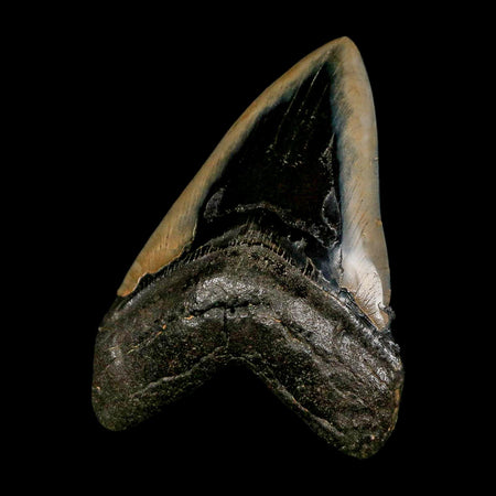 XL 4.6" Quality Megalodon Shark Tooth Serrated Fossil Natural Miocene Age COA