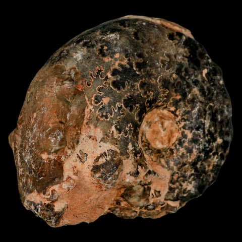 3.2" Mammites Nodosoides Ammonite Fossil Shell Upper Cretaceous Age Morocco - Fossil Age Minerals