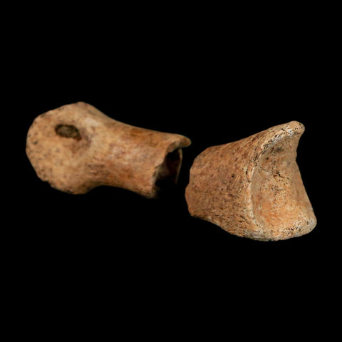 1.5" Raptor Fossil Toe Bone Cretaceous Dinosaur Judith River Formation Montana COA