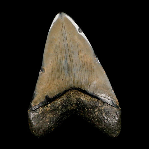 XL 4.6" Quality Megalodon Shark Tooth Serrated Fossil Natural Miocene Age COA - Fossil Age Minerals