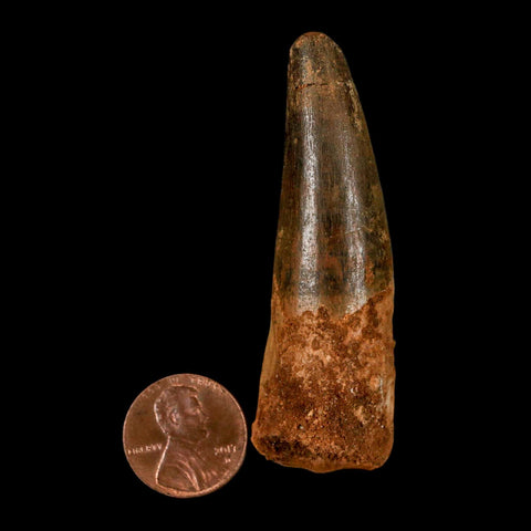 2.7" Spinosaurus Fossil Tooth 100 Million Years Old Cretaceous Dinosaur COA - Fossil Age Minerals