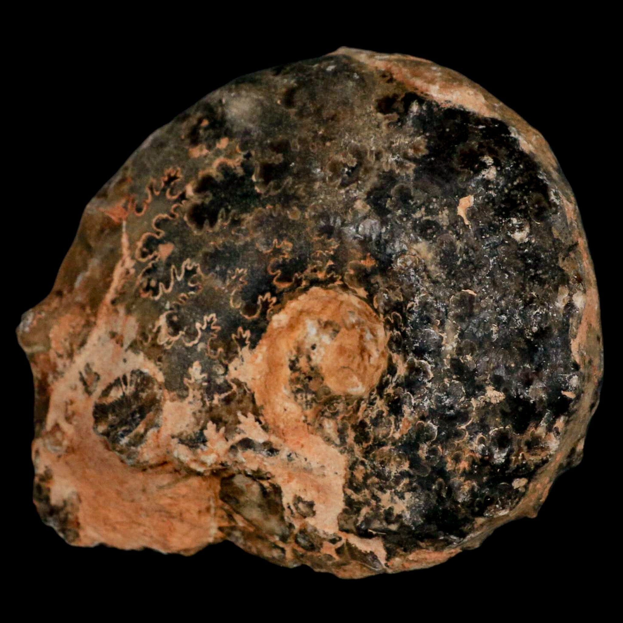 3.2" Mammites Nodosoides Ammonite Fossil Shell Upper Cretaceous Age Morocco - Fossil Age Minerals