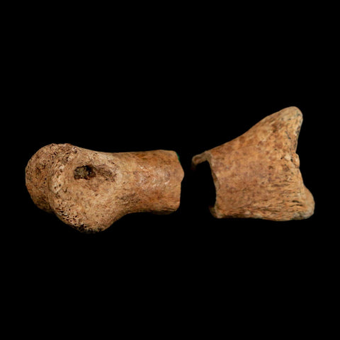 1.5" Raptor Fossil Toe Bone Cretaceous Dinosaur Judith River Formation Montana COA