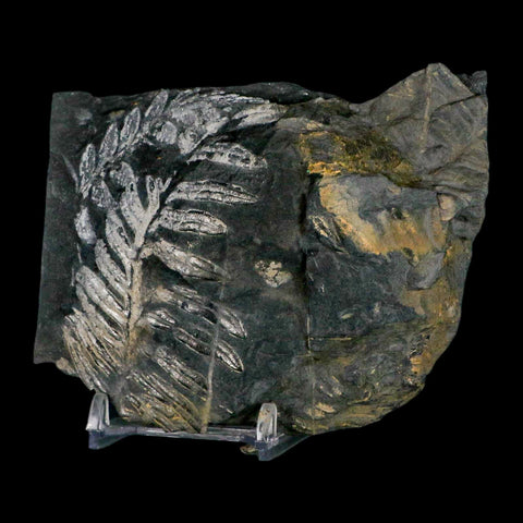 4" Alethopteris Fern Plant Leaf Fossil Carboniferous Age Llewellyn FM ST Clair, PA - Fossil Age Minerals