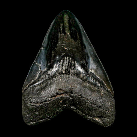 XXL 5.2" Quality Megalodon Shark Tooth Serrated Fossil Natural Miocene Age COA