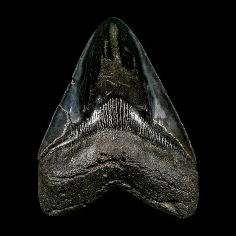 XXL 5.2" Quality Megalodon Shark Tooth Serrated Fossil Natural Miocene Age COA - Fossil Age Minerals