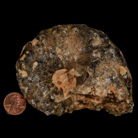 4" Mammites Nodosoides Ammonite Fossil Shell Upper Cretaceous Age Morocco - Fossil Age Minerals