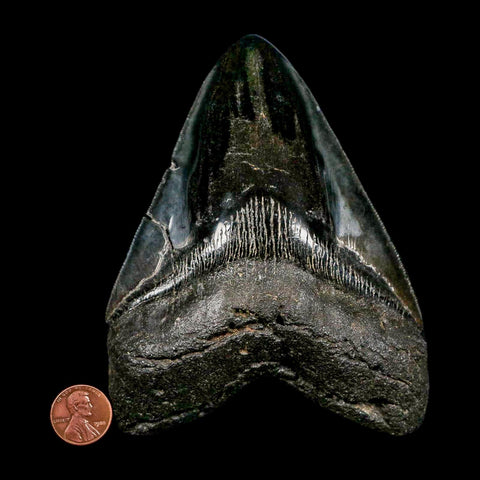 XXL 5.2" Quality Megalodon Shark Tooth Serrated Fossil Natural Miocene Age COA - Fossil Age Minerals