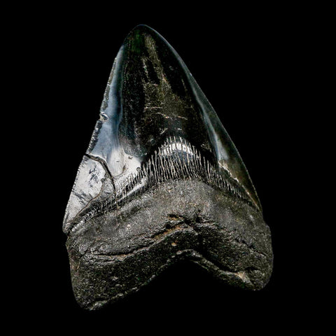 XXL 5.2" Quality Megalodon Shark Tooth Serrated Fossil Natural Miocene Age COA - Fossil Age Minerals