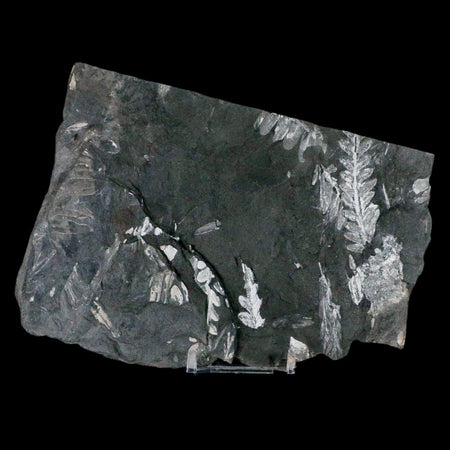 6.3" Alethopteris Fern Plant Leaf Fossil Carboniferous Age Llewellyn FM ST Clair, PA