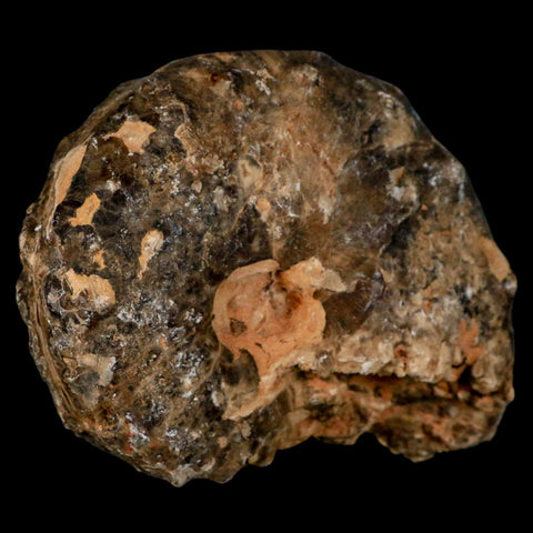 4" Mammites Nodosoides Ammonite Fossil Shell Upper Cretaceous Age Morocco - Fossil Age Minerals