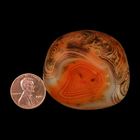 1.8" Natural Polished Red Silk Banded Agate Chalcedony Mineral Specimen - Fossil Age Minerals