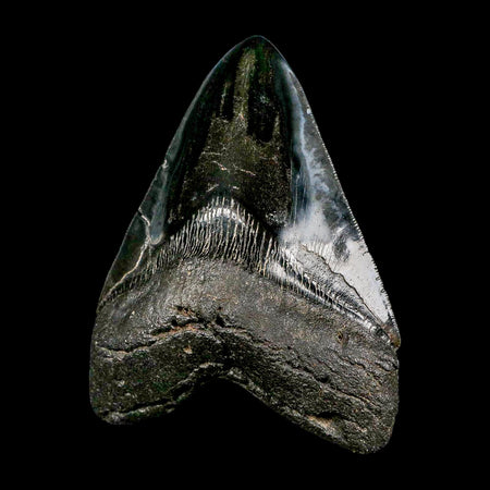 XXL 5.2" Quality Megalodon Shark Tooth Serrated Fossil Natural Miocene Age COA