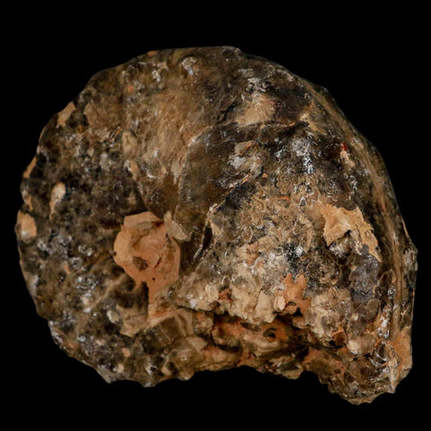 4" Mammites Nodosoides Ammonite Fossil Shell Upper Cretaceous Age Morocco - Fossil Age Minerals