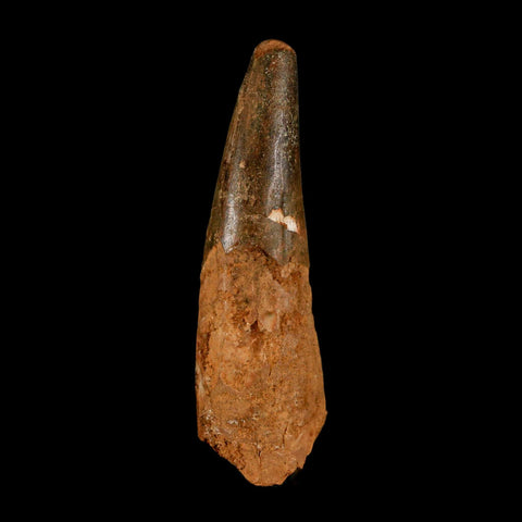 2.7" Spinosaurus Fossil Tooth 100 Million Years Old Cretaceous Dinosaur COA - Fossil Age Minerals