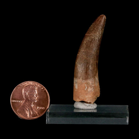 1.7" Plesiosaur Zarafasaura Tooth Fossil Cretaceous Dinosaur Era COA, Stand