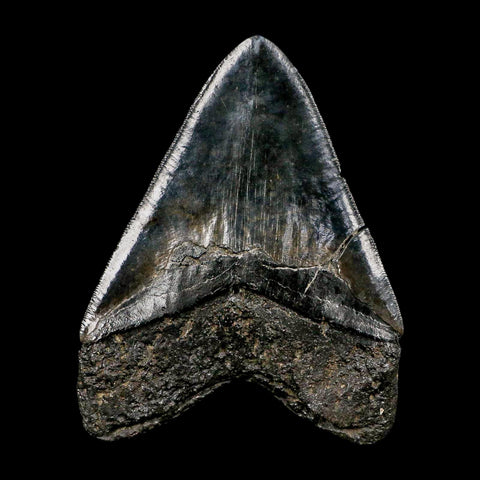 XXL 5.2" Quality Megalodon Shark Tooth Serrated Fossil Natural Miocene Age COA - Fossil Age Minerals