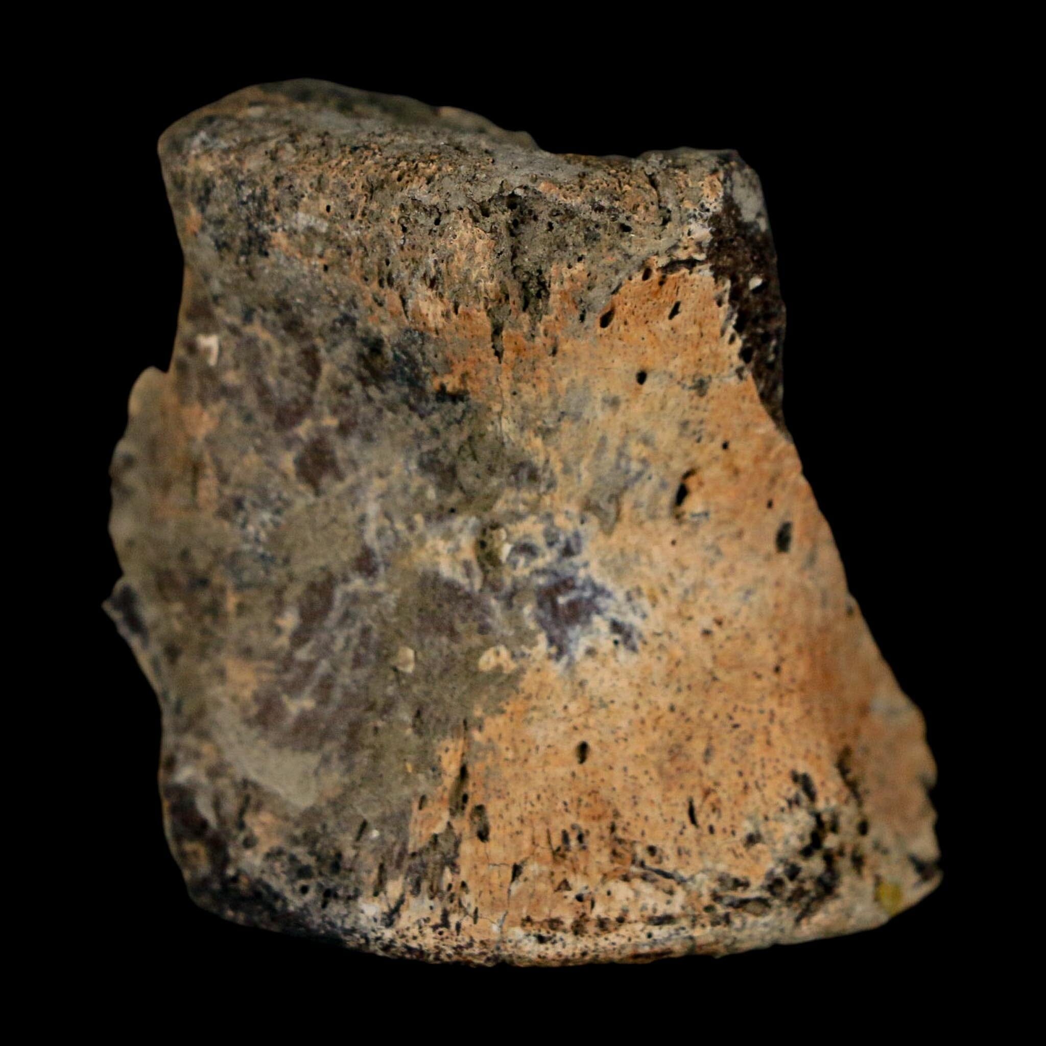 1.4" Hadrosaur Dinosaur Fossil Vertebrae Bone Judith River Formation Montana COA - Fossil Age Minerals