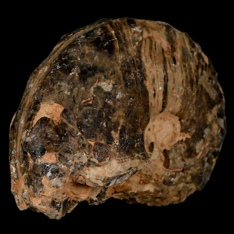 4" Mammites Nodosoides Ammonite Fossil Shell Upper Cretaceous Age Morocco - Fossil Age Minerals
