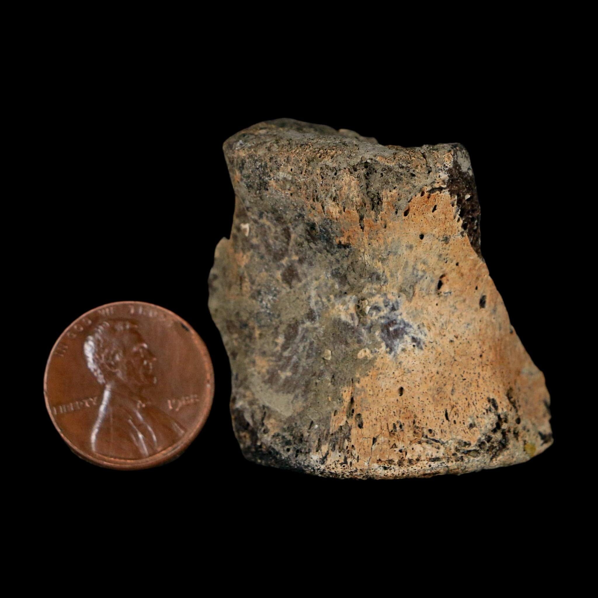 1.4" Hadrosaur Dinosaur Fossil Vertebrae Bone Judith River Formation Montana COA - Fossil Age Minerals