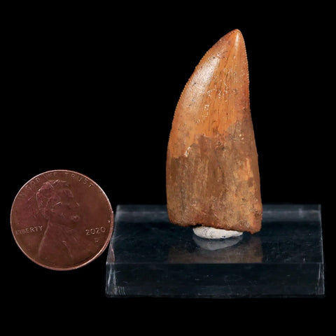 1.4" Carcharodontosaurus Fossil Tooth Cretaceous Dinosaur Morocco COA, Stand - Fossil Age Minerals