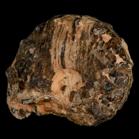4" Mammites Nodosoides Ammonite Fossil Shell Upper Cretaceous Age Morocco - Fossil Age Minerals
