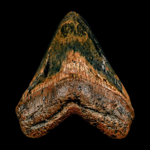 XL 4.3" Quality Megalodon Shark Tooth Serrated Fossil Natural Miocene Age COA - Fossil Age Minerals