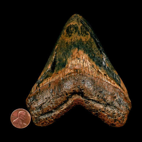 XL 4.3" Quality Megalodon Shark Tooth Serrated Fossil Natural Miocene Age COA - Fossil Age Minerals