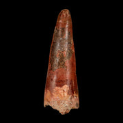 XL 3.3" Spinosaurus Fossil Tooth 100 Million Years Old Cretaceous Dinosaur COA