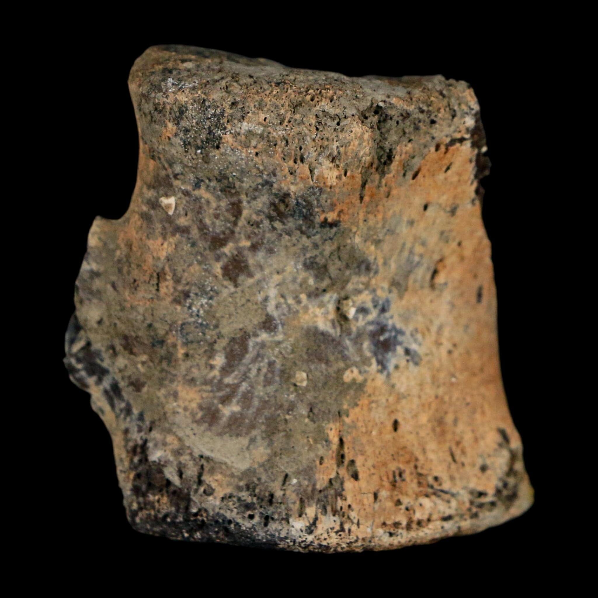 1.4" Hadrosaur Dinosaur Fossil Vertebrae Bone Judith River Formation Montana COA - Fossil Age Minerals