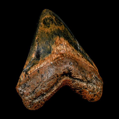 XL 4.3" Quality Megalodon Shark Tooth Serrated Fossil Natural Miocene Age COA - Fossil Age Minerals