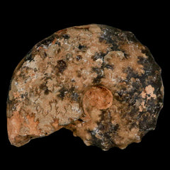 Mammites Nodosoides Ammonites