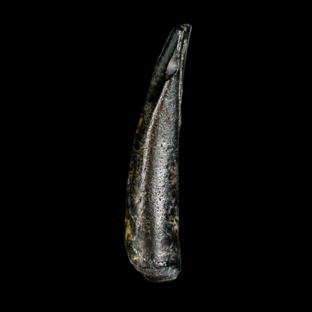 0.7" Ornithocheirid Pterosaur Fossil Tooth Lower Cretaceous Erihaz FM Niger Africa