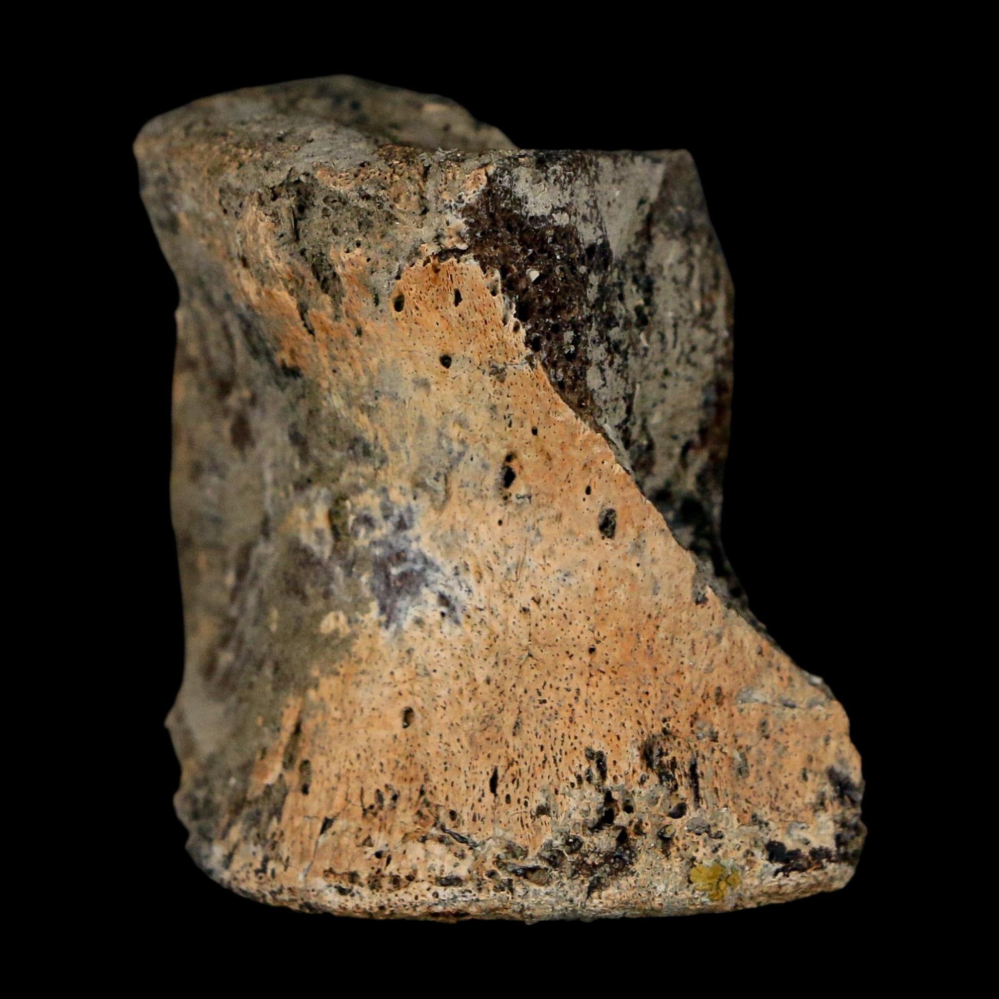 1.4" Hadrosaur Dinosaur Fossil Vertebrae Bone Judith River Formation Montana COA - Fossil Age Minerals