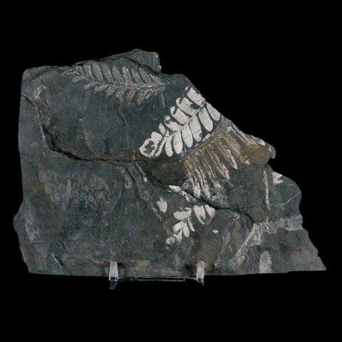 6" Alethopteris Fern Plant Leaf Fossil Carboniferous Age Llewellyn FM ST Clair, PA - Fossil Age Minerals