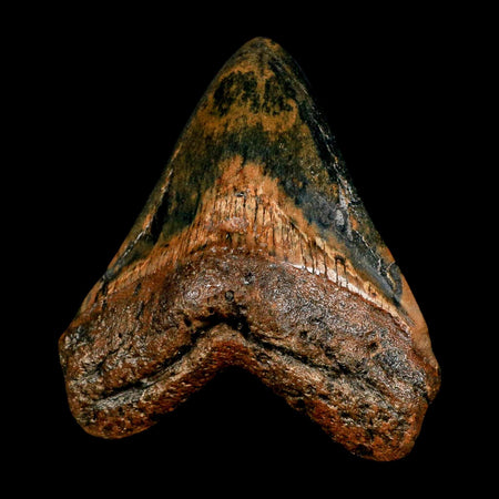 XL 4.3" Quality Megalodon Shark Tooth Serrated Fossil Natural Miocene Age COA