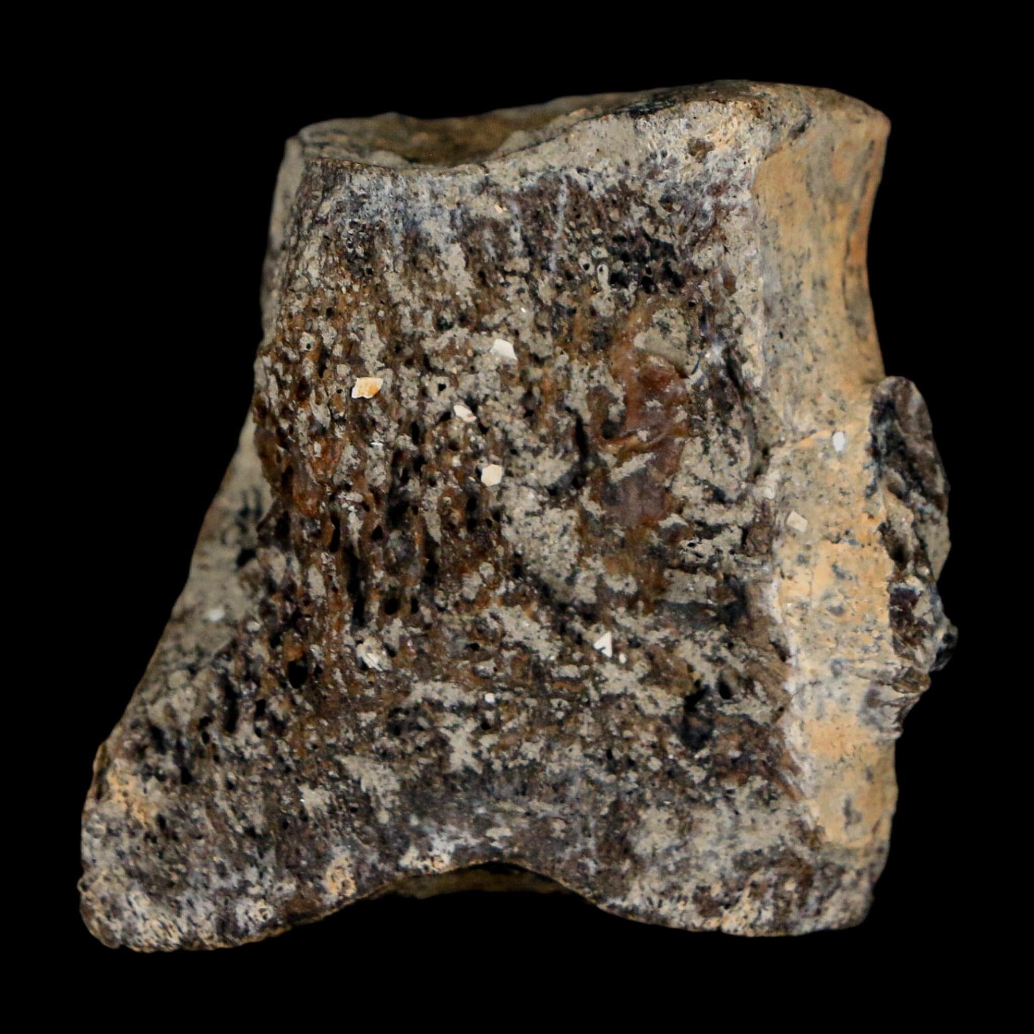 1.4" Hadrosaur Dinosaur Fossil Vertebrae Bone Judith River Formation Montana COA - Fossil Age Minerals
