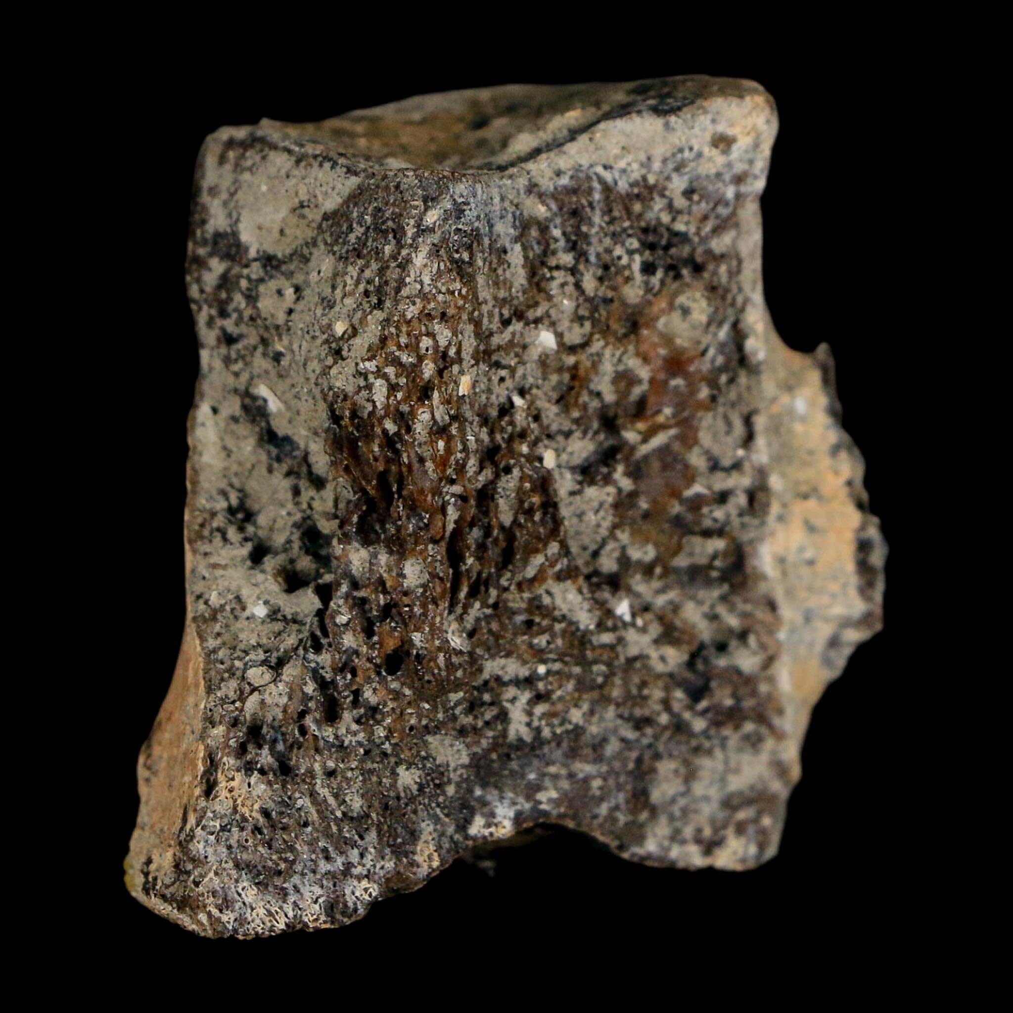 1.4" Hadrosaur Dinosaur Fossil Vertebrae Bone Judith River Formation Montana COA - Fossil Age Minerals