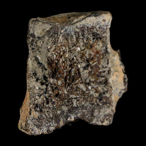 2.3" Hadrosaur Dinosaur Fossil Vertebrae Bone Judith River Formation Montana COA