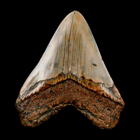 XL 4.3" Quality Megalodon Shark Tooth Serrated Fossil Natural Miocene Age COA - Fossil Age Minerals