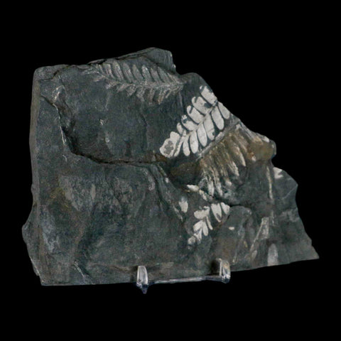 6" Alethopteris Fern Plant Leaf Fossil Carboniferous Age Llewellyn FM ST Clair, PA - Fossil Age Minerals
