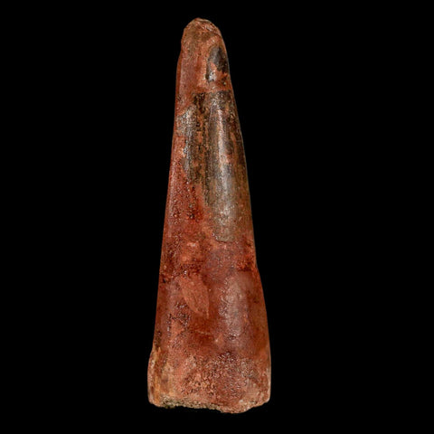 XL 3.3" Spinosaurus Fossil Tooth 100 Million Years Old Cretaceous Dinosaur COA - Fossil Age Minerals