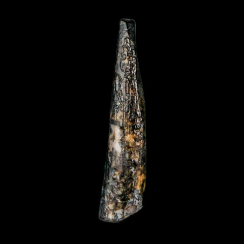 0.7" Ornithocheirid Pterosaur Fossil Tooth Lower Cretaceous Erihaz FM Niger Africa